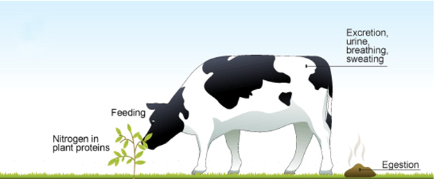 excretion in animal